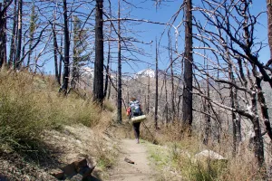 MJ follows trail through burnt trees