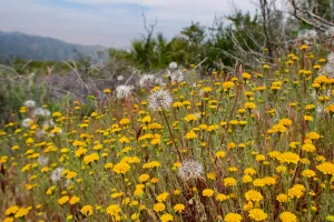 Yellow and white flowers