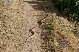 Snake on the trail