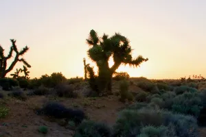 Joshua trees at sunrise along the Los Angeles Aqueduct