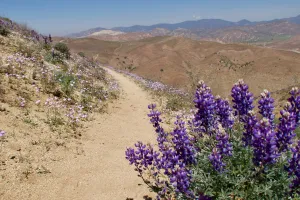 Lupins in the Tehachapi Mountains