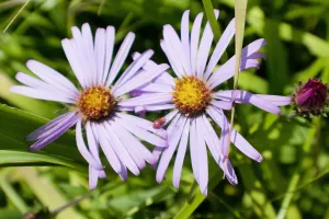 A bug walks across petals of two leafybract aster flowers