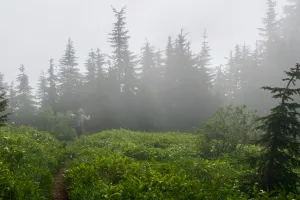 Ralph walking through a foggy meadow near the summit of Grizzly Peak