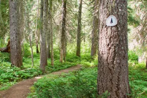 An old PCT emblem mounted on a tree