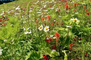 Field of flowers at Snoqualmie Pass