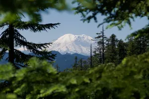 A view of Mount Rainier through an opening in trees