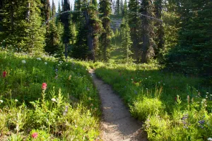 Wildflowers on the PCT