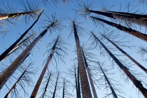 Tall, slender, burnt trees