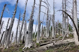 Burnt trees stand barren