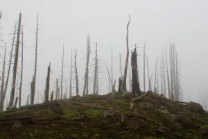 Dead trees in a fog near Three-fingered Jack Mountain