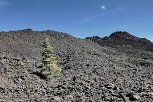 A small tree tries to grow among lava rocks and cinders