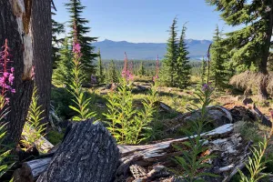 Flowers with a view