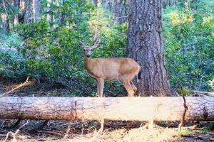 Mule deer