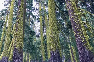 Trees with lichen
