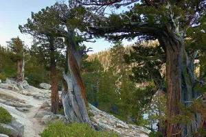 Twisted Sierra junipers