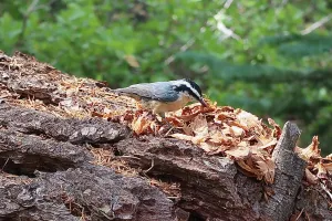 Red breasted nuthatch