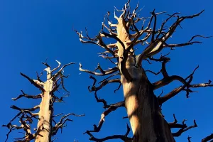 Burnt trees