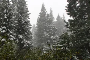 Snow-covered trees