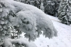 A tree branch bending under the weight of snow