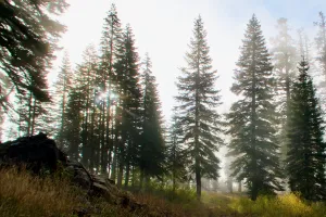 Trees silhouetted in sunlight and fog