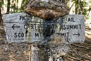 A tree is growing around a trail sign