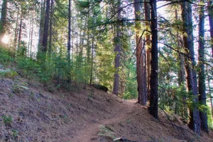 The PCT climbs through a forest
