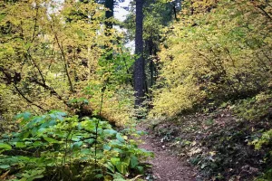 The PCT through trees with fall colors