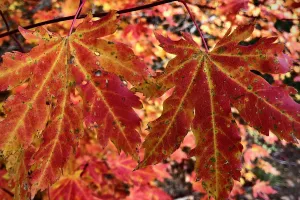 Scarlet maple leaves