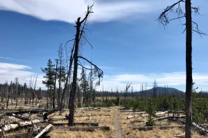 A burnt section of trail in Lassen Volcanic National Park