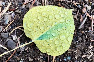 Water beaded on a leaf