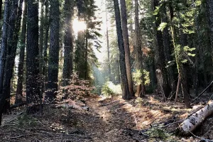 Sun filters through trees on the PCT
