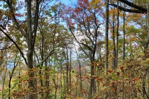 Blue sky and colorful leaves
