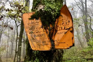 A tree swallows a metal sign