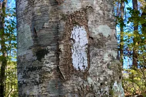 An Appalachian Trail white blaze