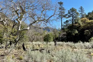 Zigzag walks past a sycamore tree