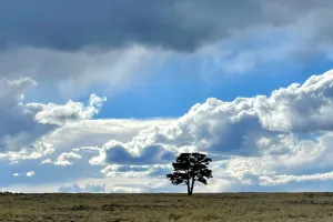 A lone tree stands under darkening clouds