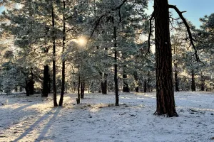 A snowy morning in the forest
