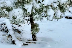 Snow