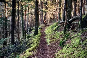 Baxter Creek Trail