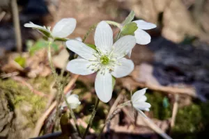 A wildflower