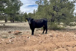 A wary steer watches near a road