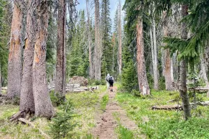 Top O' and Old Timer walking in tall trees
