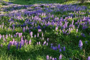 A field of purple lupine flowers