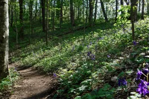 Purple wildflowers line the side of the trail