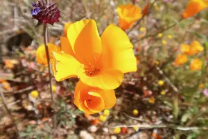 California poppy