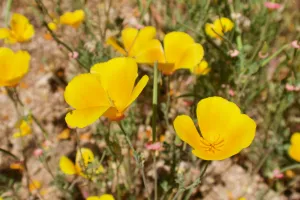 California poppies