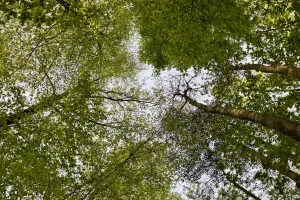 A canopy of leaves