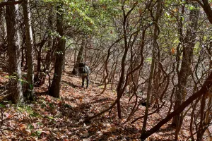 A tangle of trees and rhododendrons