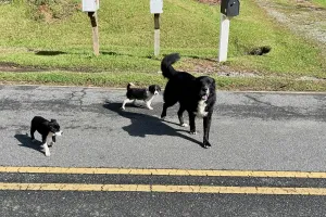 Two puppies and a large dog