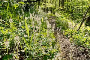 Wildflowers growing along the trail